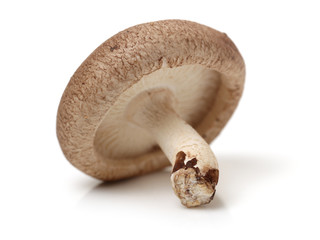 Shiitake mushroom on the White background 