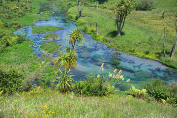 Blue Spring, Putaruru, New Zealand, North Island
