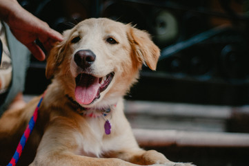 Amor en cuatro patas