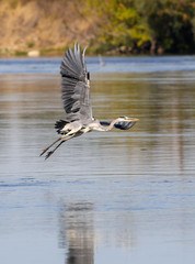 wild gray heron