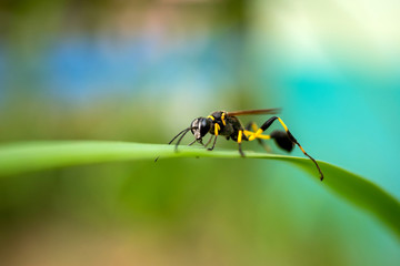 Close up European Hornet , Hornet  Wasp on leaf green background.Parasitic wasps are insects in the rank of Hymenoptera in the same rank as bees, ants, and hornets.