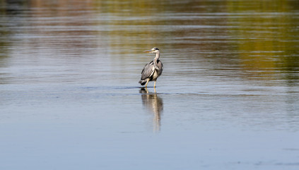 wild gray heron