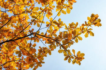 The branches of an autumn oak tree against a blue sky