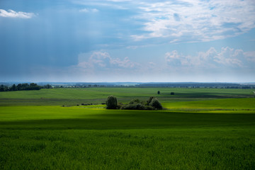 Fototapeta na wymiar Green grass and blue sky. Countryside scenery