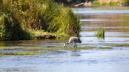 wild gray heron