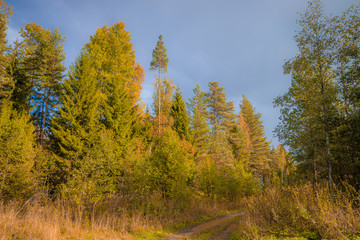 Sunny autumn landscape in the field. The nature of Russia. Golden autumn. Yellow trees.