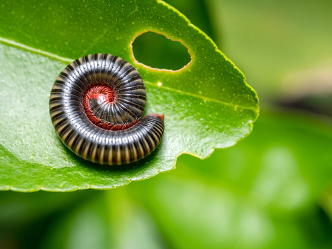 Millipedes curled into spiral on green leaves in Deep tropical forest of thailand .Millipedes are the names of many invertebrates. With a hard shell Long body divided into segments.
