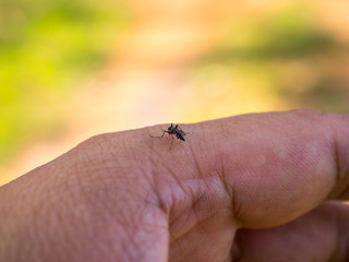Aedes aegypti Mosquitoe bite and feeding blood on wrinkle skin.Aedes mosquitoes bring dengue disease.Mosquitoe sucking blood.photo by select focus.
