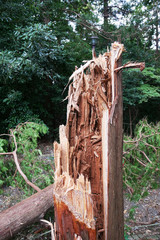 台風で折れた木