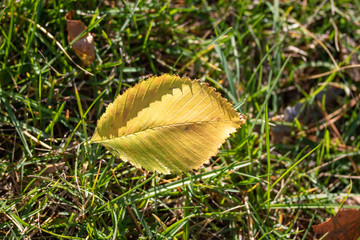 Yellow leaves in green grass, autumn landscape.