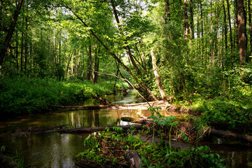 Fototapeta na wymiar Calm river and green nature. Wallpaper scenery