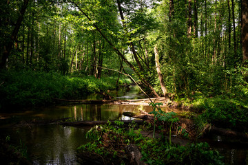 Naklejka premium Calm river and green nature. Wallpaper scenery