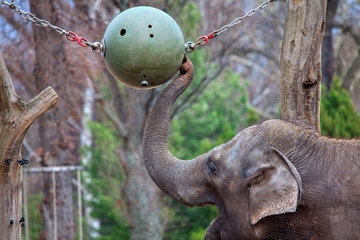 happy elephant playing with big ball 