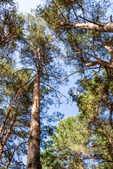 Pine forest in summer, view from the bottom to the sky.