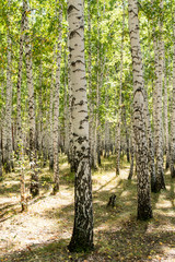 Obraz premium Zielony brzozowy las na niebie, lato natura krajobraz.