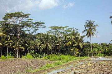 Fototapeta na wymiar Tropical Jungle, palm trees and rice fields amazing view, Ubud, Bali, Indonesia.