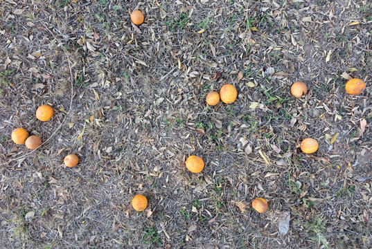 Oranges on the ground, wasting