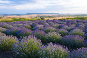 Blooming lavender field in the Alazani Valley, Kakheti, Georgia country. Summer 2019