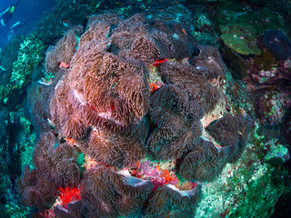 soft coral