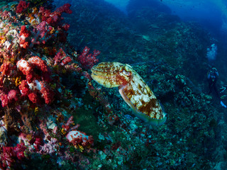 Fototapeta na wymiar Hooded Cuttlefish