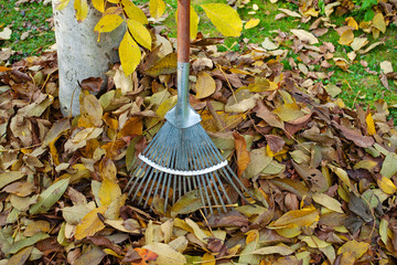 Laubrechen und Herbstlaub