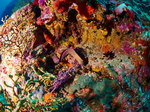 Greyface Moray and  Coral Grouper