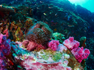 soft coral with diver
