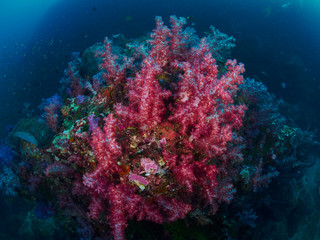 soft coral with diver