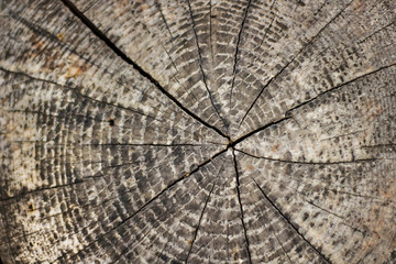 Close-up of cross-section of tree. The trees are seen.