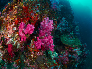 Plakat soft coral with diver