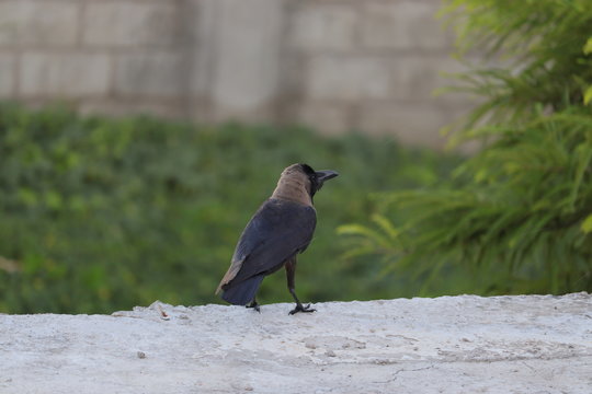 The House Crow or The Indian Grey-necked