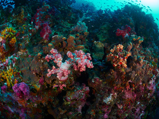 soft coral with diver