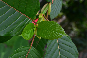 yong leaf of Kratom (Mitragyna speciosa) Mitragynine. Drugs and Narcotics.Kratom is Thai herbal which encourage health.