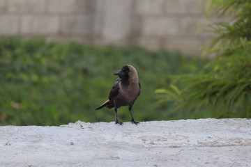 The House Crow or The Indian Grey-necked