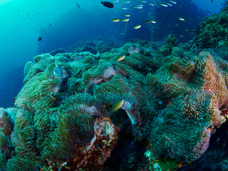 soft coral with diver