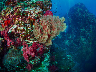 Fototapeta premium soft coral with diver