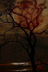 halloween bachground. blood  tree with full moon in scary night