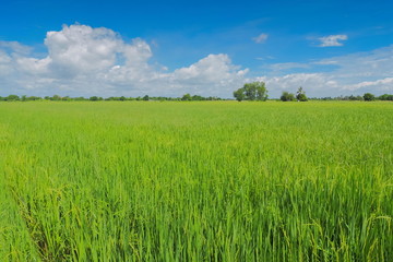view above green rice paddy fields plantation with cloudy and blue sky background, Lam Phayom village in Ban Pong District, Ratchaburi west of Thailand.
