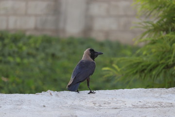 The House Crow or The Indian Grey-necked