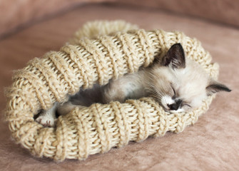 Kitten sleeping on the sofa