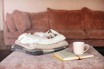 Fototapeta na wymiar Cat relaxing on knitted plaid