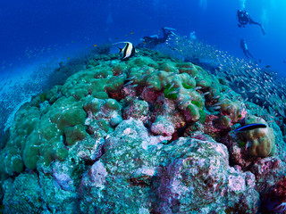 Fototapeta premium coral reef with tropical fish