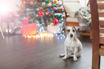 Dog near christmas tree