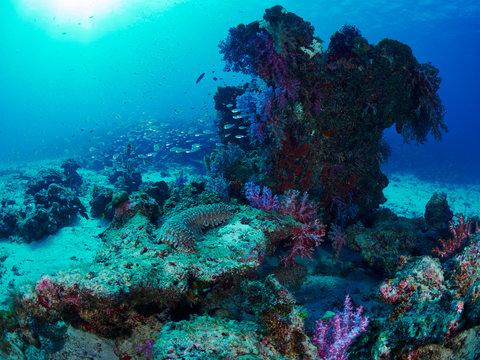 Sea Cucumber