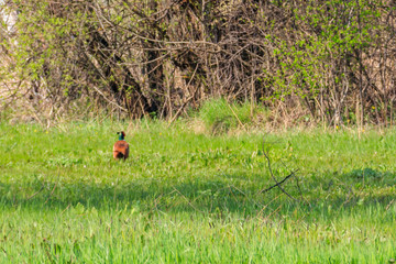Pheasant in green grass on a meadow