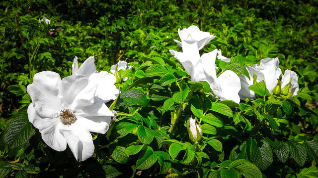 Close up of white, wild rose flofer.