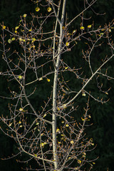 Allphotokz Kok Zhailau 20081009 0018 5D