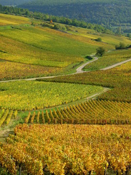 vignes en bourgogne en automne