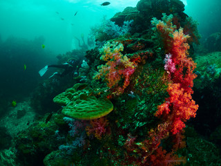 Naklejka na ściany i meble coral reef and reef fish