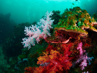 coral reef and reef fish